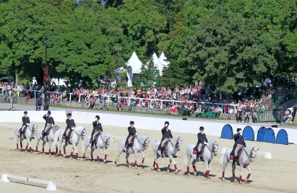 Beli lipicanski žrebci  bodo tudi letos glavne zvezde gala predstave ob Dnevih Kobilarne 
Lipica.