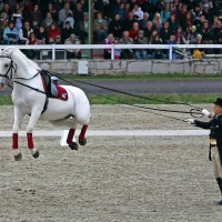 Beli lipicanski žrebci  bodo tudi letos glavne zvezde gala 
predstave ob Dnevih Kobilarne Lipica.