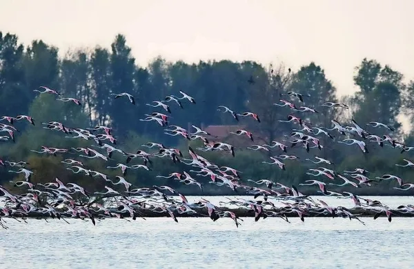 Laguna v Gradežu je spet rožnata