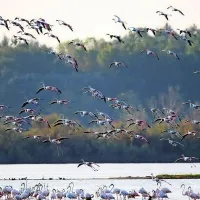 Laguna v Gradežu je spet rožnata