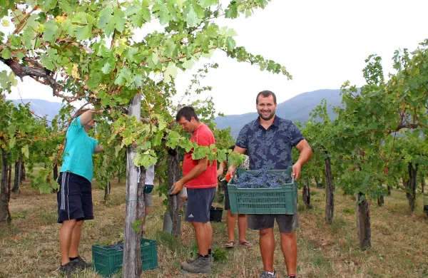 Žorževi s Slapa pri Vipavi se nadejajo odličnega letnika.