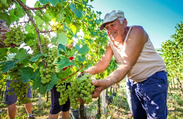 Med zadružniki Kleti Brda so tudi Prinčičevi iz Cerovega. 