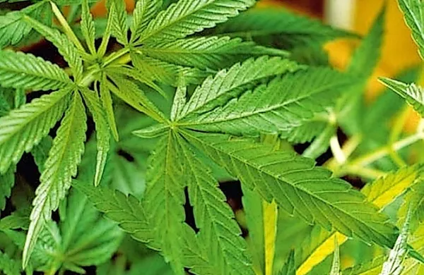 Sodišče v Nemčiji je 53-letnemu bolniku z multiplo sklerozo 
dovolilo gojenje marihuane za medicinske potrebe.