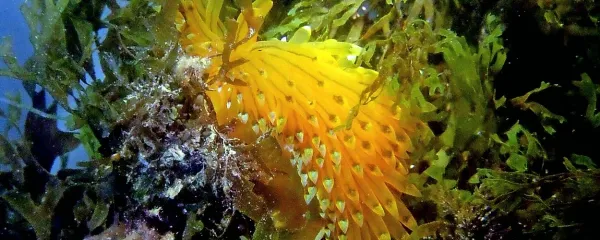  Janolus cristatus, nadvse lep primerek pisanega polža