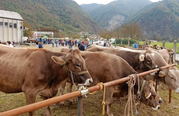 Na 32. Kmečkem  prazniku so prodajali 39 plemenskih govedi