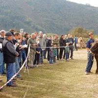 Na 32. Kmečkem  prazniku so prodajali 39 plemenskih govedi