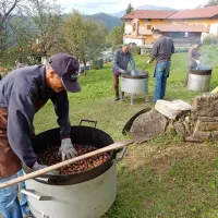 Kostanj si je opomogel