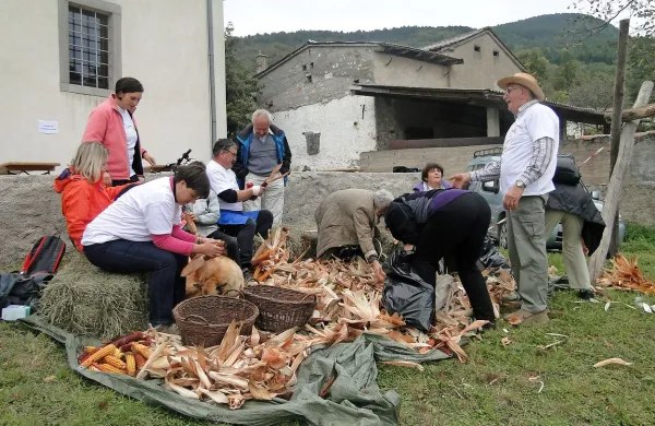 Tako so v Jasenu spoznavali koruzo, ki je bila tod v preteklosti 
kar razširjena.