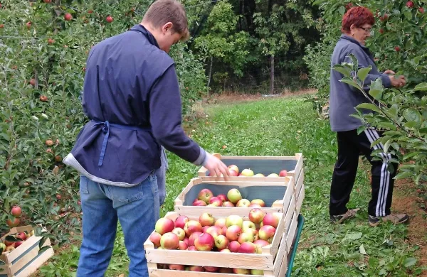Letošnja letina jabolk je v Brkinih povprečna. Če ne bi bilo 
suše, dežja v neprimernem času in nazadnje še ptičev, bi bila 
mnogo boljša.