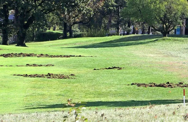 Divji prašiči so uničili 13 od 18 lukenj golf igrišča  pri  
Padričah.