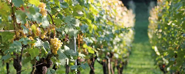 Aci Urbajs za svoje vinograde skrbi na biodinamičern način, namesto  traktorja so v njih konji, 
človek in ptice.