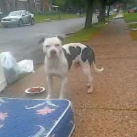 Pitbul je mesec dni čakal lastnike, ki so se odselili