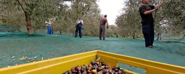 Te dni je v oljčnikih gneča