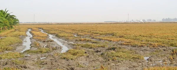 Andaluzija je najbolj znana prav po kmetijstvu, najbrž ste 
najprej pomislili na pomaranče in oljčno olje, a tu najdemo 
tudi največja riževa polja v Evropi.