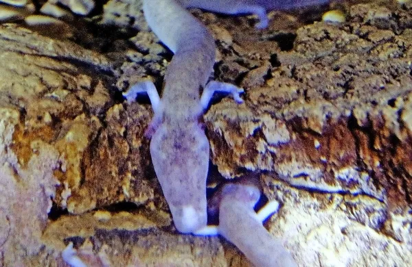 Doslej smo poznali le eno vrsto človeške ribice, prve ugotovitve raziskovalcev pa kažejo, da v slovenskem podzemlju 
prebivajo vsaj tri ali štiri vrste tega jamskega endemita.