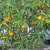Po mandarine v svoj vrt