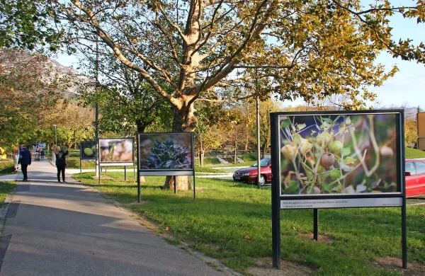 Poskusni nasad na fotografijah