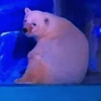 Polarnega  medveda so izselili iz trgovskega centra
