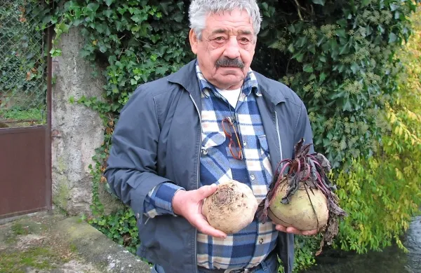 Rdeča pesa velikanka