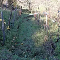Tla v vinogradu so se udrla