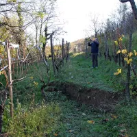 Tla v vinogradu so se udrla