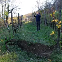 Tla v vinogradu so se udrla