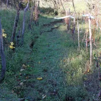 Tla v vinogradu so se udrla