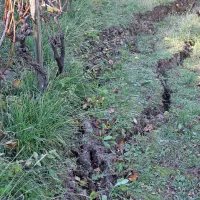 Tla v vinogradu so se udrla
