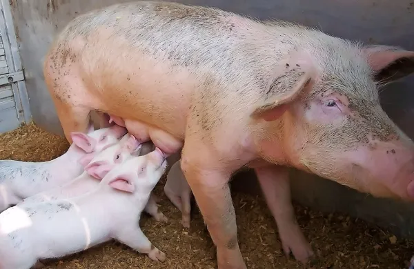 Poleg prispevka k razvoju trajnostnega kmetijstva je  cilj pravil 
o navzkrižni skladnosti tudi zagotavljanje življenja v čistejšem, bolj zdravem in vsem živim bitjem prijaznejšem 
okolju.