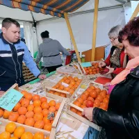 Dež ni odgnal obiskovalcev, željnih strunjanskih kakijev (foto)
