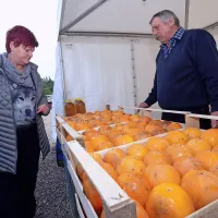 Dež ni odgnal obiskovalcev, željnih strunjanskih kakijev (foto)