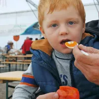 Dež ni odgnal obiskovalcev, željnih strunjanskih kakijev (foto)