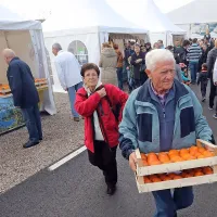 Dež ni odgnal obiskovalcev, željnih strunjanskih kakijev (foto)