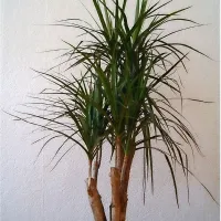 Obrobljena dracena iz zraka odstani   benzen, formaldehid, 
trikloroetilen in  ksilen.