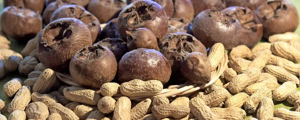 Če bo stric Miklavž prinesel arašide in nešplje, bodite veseli, 
saj ste v dar prejeli pravo bogastvo narave.