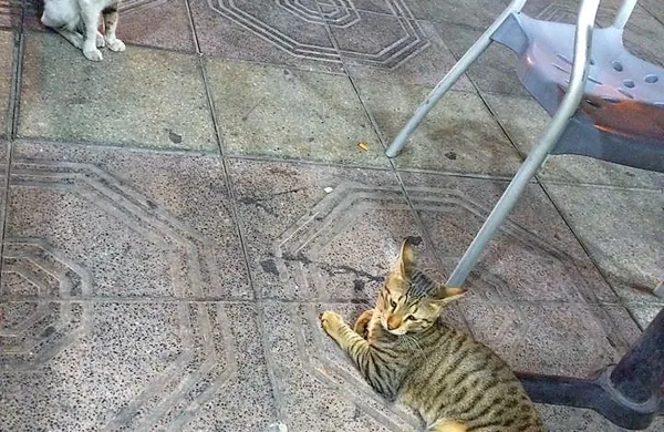 V Izoli so takšni prizori, predvsem po zaslugi 
Društva za dobrobit živali, redki.