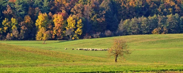Na kraških travnikih se priporoča ekstenzivna paša domačih 
živali, kot so govedo, konji in ovce.