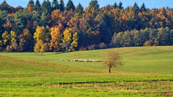 Na kraških travnikih se priporoča ekstenzivna paša domačih 
živali, kot so govedo, konji in ovce.