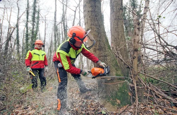 Približno 1700 visokoraslih topolov,  črne jelše, visokega  
jesena, gradna in drugih vrst v vetrozaščitnem pasu bodo  
požagali zaradi varnosti  letalskega prometa. 