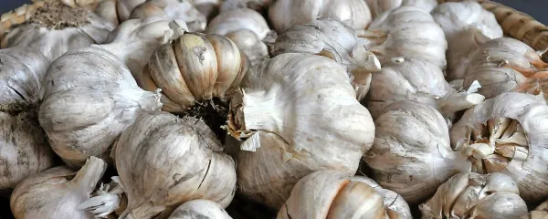 Domači česen je  najboljši.