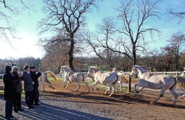 Lipicanci navdu&scaron;ili visoke goste iz Perzijskega zaliva (foto)