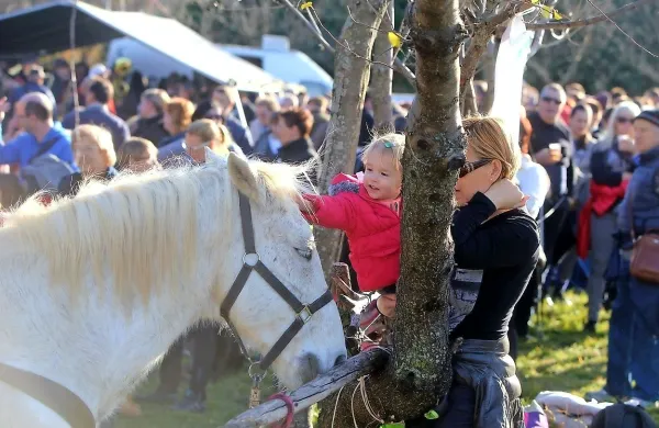 Žegnanje konj v Zanigrad pritegnilo &scaron;tevilne obiskovalce (FOTO)