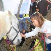 Žegnanje konj v Zanigrad pritegnilo &scaron;tevilne obiskovalce (FOTO)