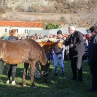 Žegnanje konj v Zanigrad pritegnilo &scaron;tevilne obiskovalce (FOTO)