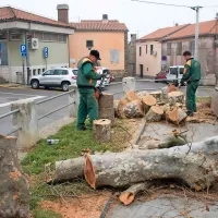 Posek petih od sedmih mogočnih platan v središču Hrvatinov 
konec januarja je bil povod za zamenjavo vodstva Krajevne 
skupnosti Hrvatini.  