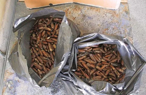 Istrski potapljači naj bi lani nabrali več kot pol tone zaščitenih 
dateljnov, ki so se nato znašli na krožnikih nekaterih  primorskih gostiln. 