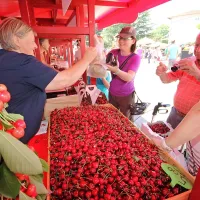 V Brdih so v začetku junija pripravili jubilejni, 50. praznik 
češenj. Sladki prvi sadeži so ob vinu zaščitni znak Brd. 
Čeprav je program letošnjega praznika krojilo muhasto 
vreme, so številni obiskovalci prišli v Brda. 