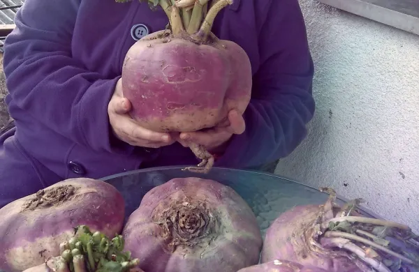 Največja repa tehta skoraj tri kilograme