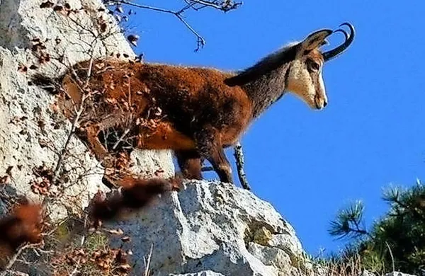 Fotografija Igorja Crosellija.