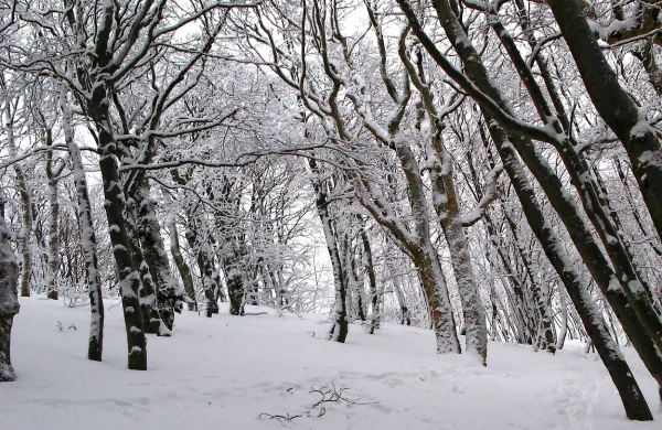 Hladni zračni tokovi s polarnim mrazom so dosegli več delov 
Evrope, ponekod  poročajo tudi o sneženju. 